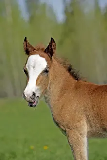Colt Prints: Picture No. 10872608