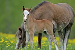 Mares Prints: Picture No. 10872615