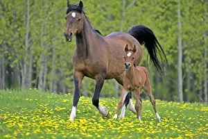 Mares Prints: Picture No. 10872617