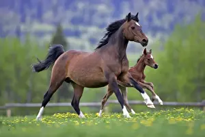 Arab Prints: Picture No. 10872620