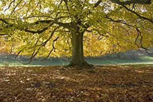 Beeches Prints: Picture No. 10872810