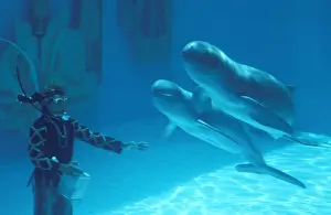 Dolphin Prints: Picture No. 10873471