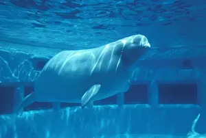 Dolphin Prints: Picture No. 10873472