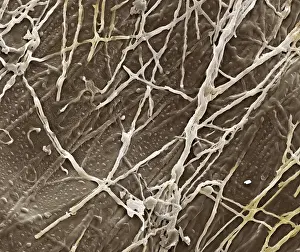 Microscope Prints: Picture No. 10873580
