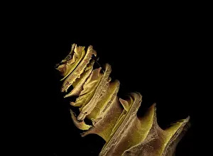 Microscope Prints: Picture No. 10873634