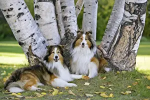 Birch Prints: Picture No. 10873872