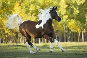 Cantering Prints: Picture No. 10873884