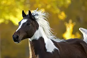 Caballus Prints: Picture No. 10873887