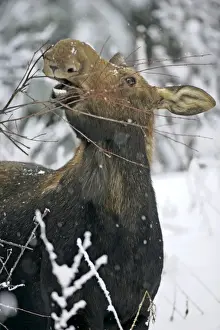 Alces Prints: Picture No. 10874257
