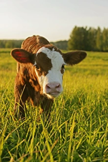 Hereford Collection: Picture No. 10874260