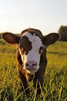 Hereford Collection: Picture No. 10874261