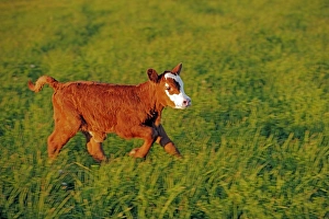 Hereford Collection: Picture No. 10874262