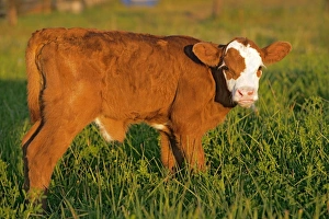 Hereford Collection: Picture No. 10874263