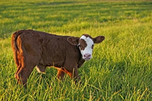 Hereford Collection: Picture No. 10874264