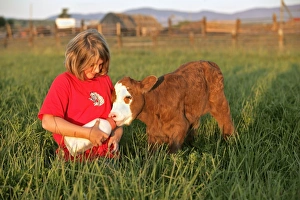 Hereford Collection: Picture No. 10874266