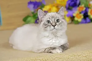 Catus Prints: Picture No. 10874285