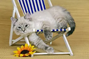 Deckchair Prints: Picture No. 10874290