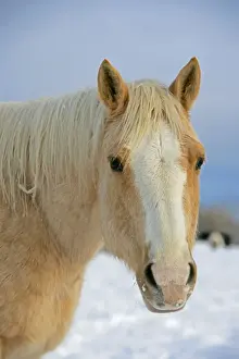 Palomino Prints: Picture No. 10874291