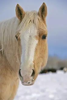 Palomino Prints: Picture No. 10874292