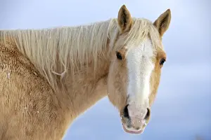 Palomino Prints: Picture No. 10874293