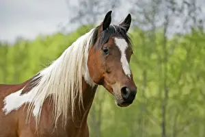 Gelding Prints: Picture No. 10874303