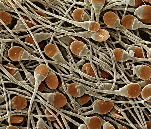 Sperm Collection: Picture No. 10874544