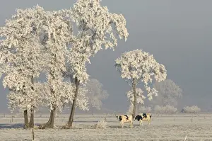 Frosted Prints: Picture No. 10874645