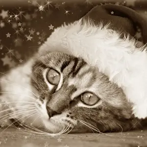 Picture No. 10874649