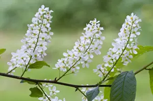 Prunus Prints: Picture No. 10874792