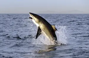Carcharodon Prints: Picture No. 10874917