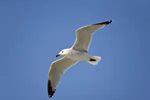 Gulls Prints: Picture No. 10876370
