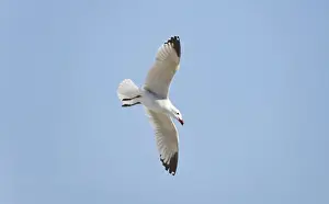 Gulls Prints: Picture No. 10876371