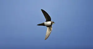 Swift Prints: Picture No. 10876373