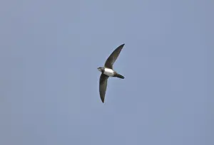 Swift Prints: Picture No. 10876375