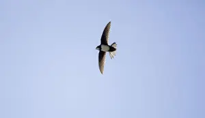 Swift Prints: Picture No. 10876377