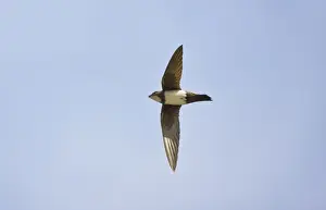Swift Prints: Picture No. 10876380