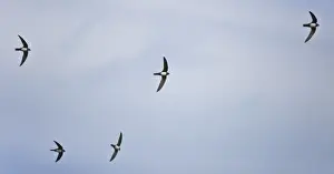 Swift Prints: Picture No. 10876383