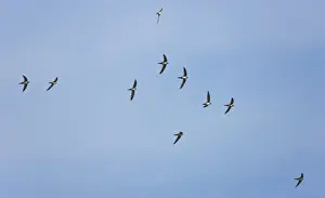 Swift Prints: Picture No. 10876384