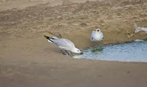 Gulls Prints: Picture No. 10876385