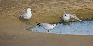 Gulls Prints: Picture No. 10876386