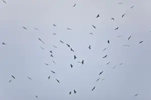 Kite Prints: Picture No. 10876390