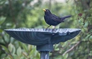 Images Dated 10th July 2009: Picture No. 10876392