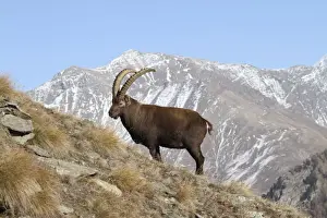 Ibex Prints: Picture No. 10876844