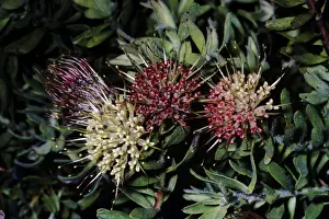 Protea Prints: Picture No. 10876858