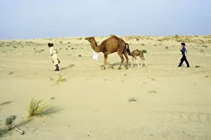 Camels Prints: Picture No. 10876902