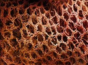 Resin Prints: Picture No. 10877008