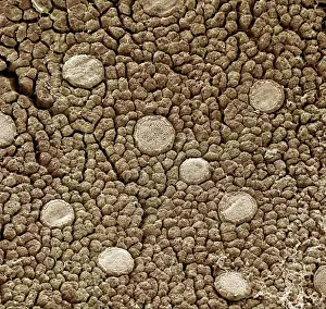 Microscope Prints: Picture No. 10877011