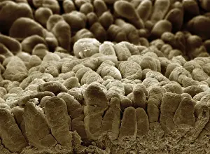 Cell Prints: Picture No. 10877012