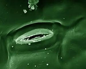 Microscope Prints: Picture No. 10877020