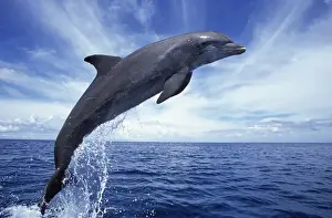 Tursiops Prints: Picture No. 10877181